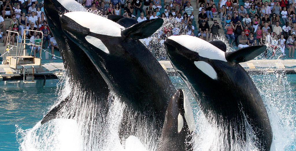 video rencontre avec les dauphins marineland