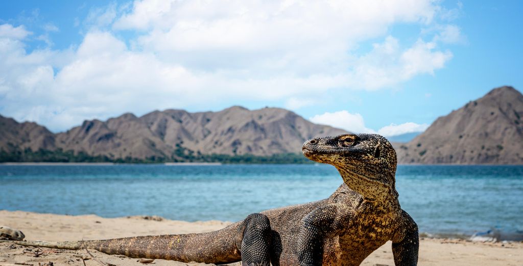 Private Rundreise: Von Bali nach Komodo inkl. Ausflüge - Bali - Bis zu