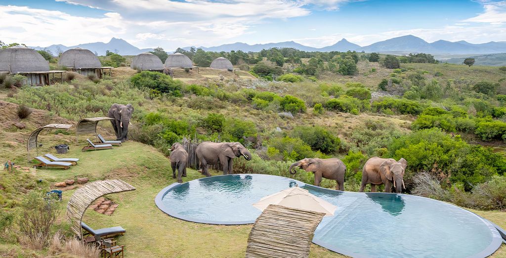 Ontdek de Kaap en omgeving met safari inbegrepen