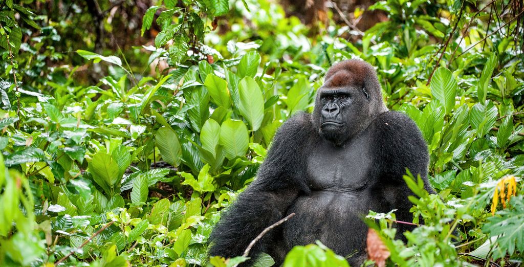 Privécircuit Rwanda – 9 nachten, inclusief gorillatrekking