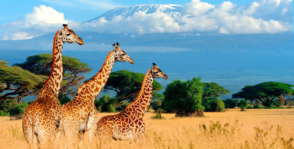 The Baobab Beach Resort 4* en safari