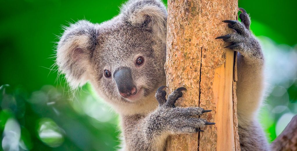Rundreise in Australien