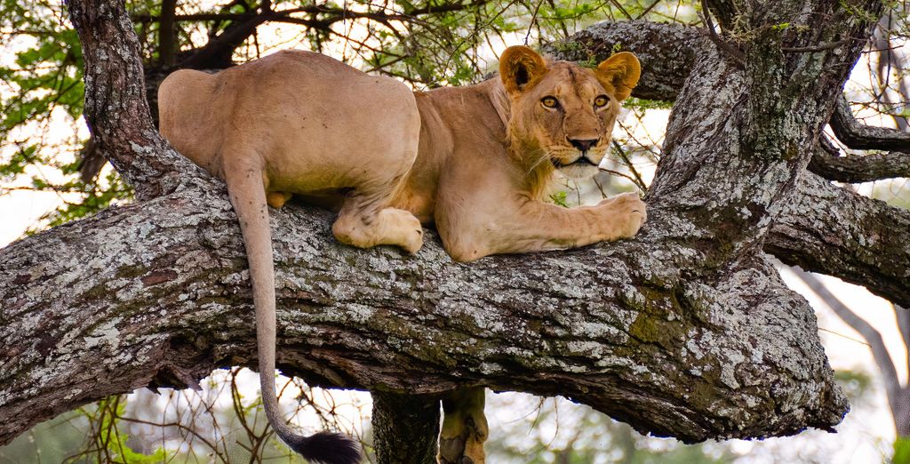 Safari in 5 oder 7 N&auml;chten und Zanzibar Pearl - Boutique Hotel & Villas 4*