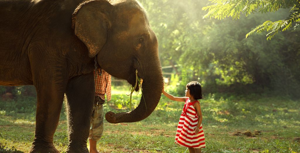 Spektakul&auml;re Sri Lanka Tour