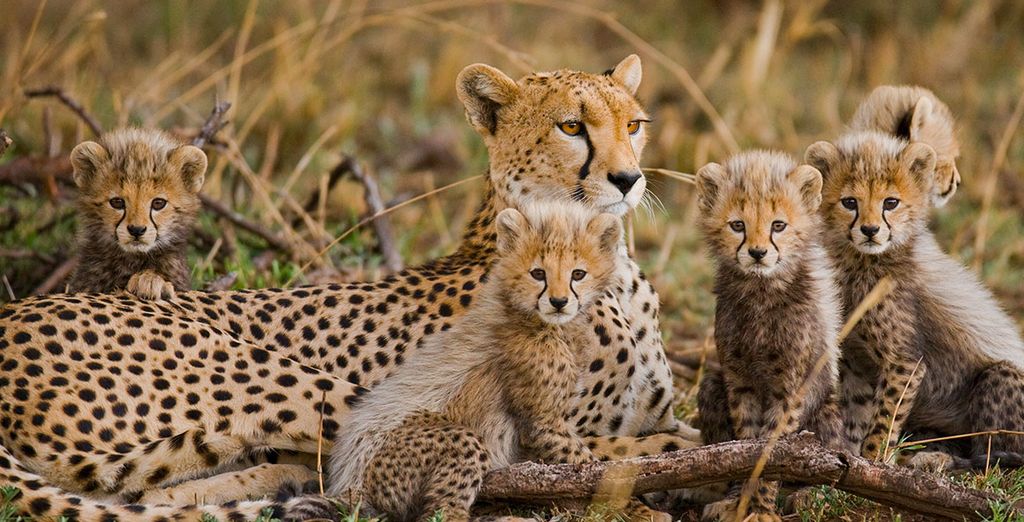 Afrika Pearl & Spa 4* und Safaris - Diani Beach, Kenia