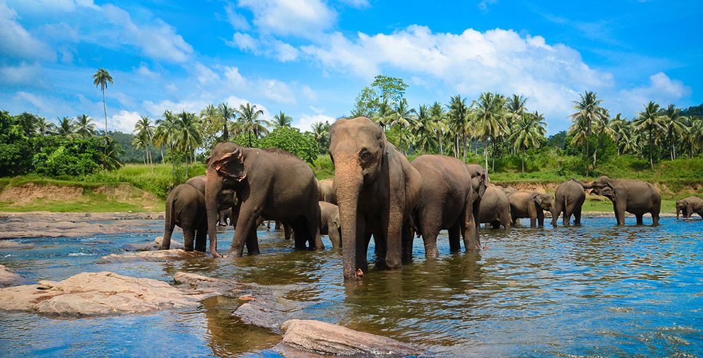 Sri Lanka Tour Wale und Delfine