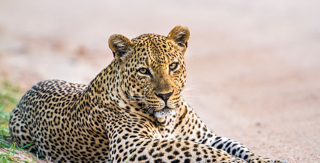 Ceylán - La Perla del Índico