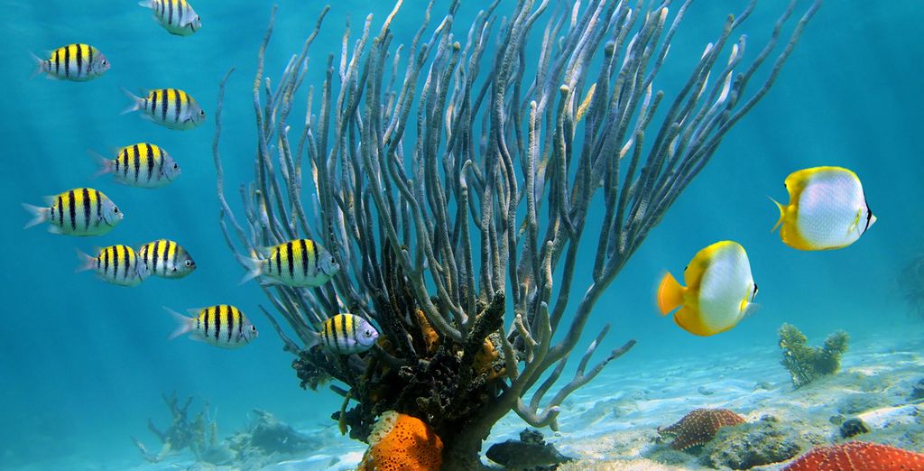 Emotions Beach Resort by Hodelpa 4*