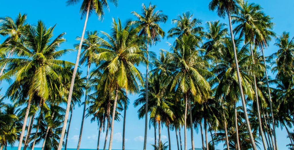 Fantástico crucero con posible extensión a Filitheyo Island Resort 4*
