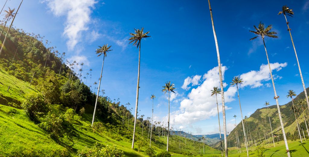 Colombia, aromas de café y mar