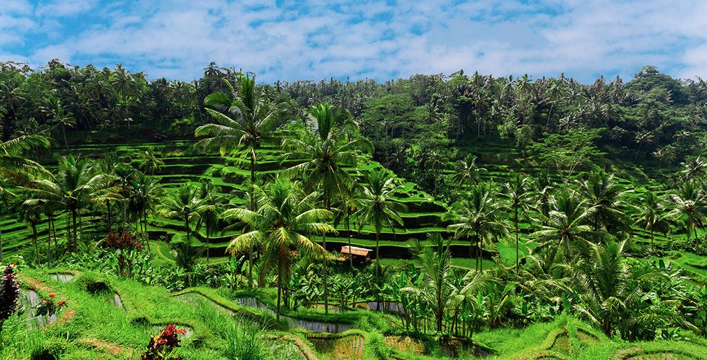 Tour guiado por Java