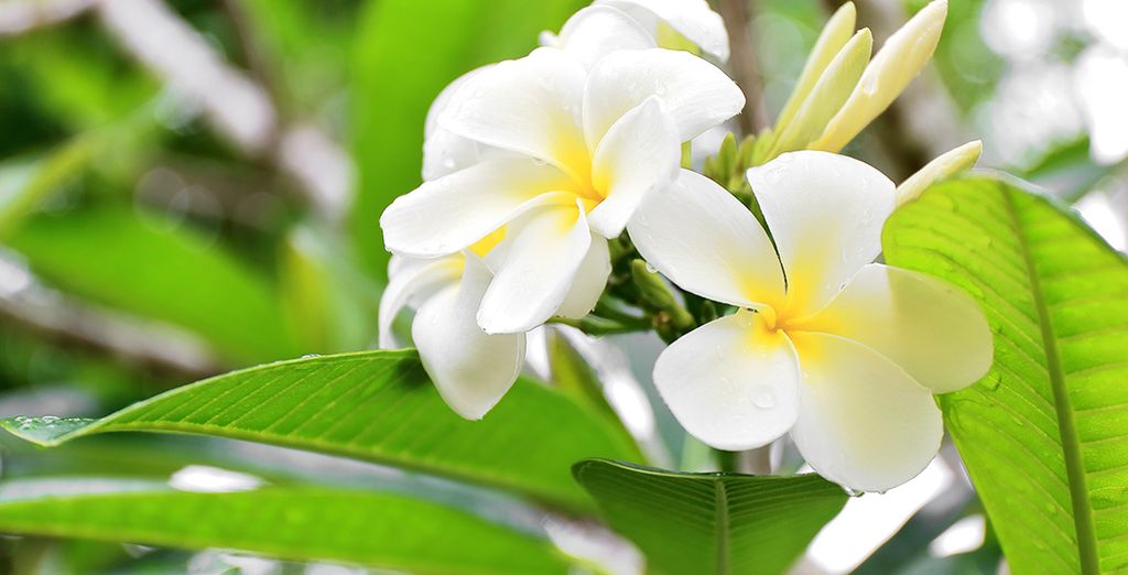 Combinado Manava Beach Resort & Spa Moorea 4* y Manava Suite Resort Tahiti 4*