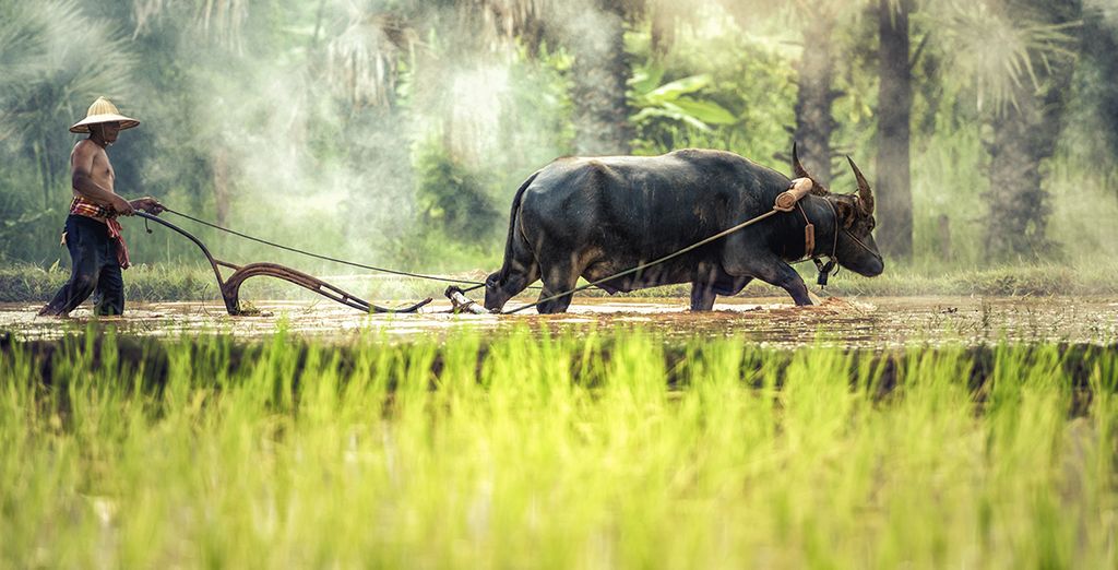 Esplendores del sureste asiático: entre cultura y playas