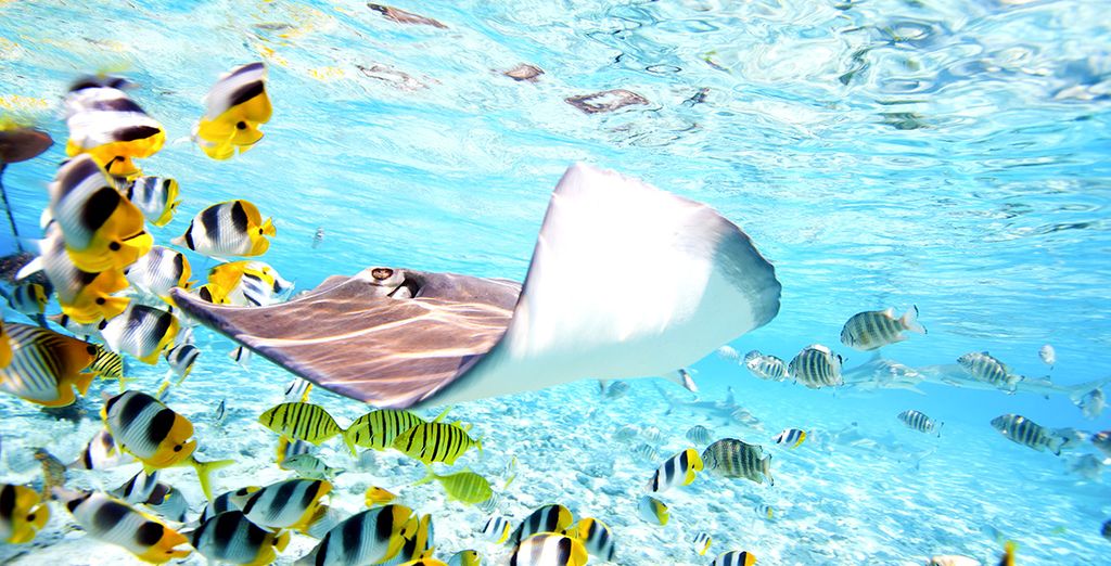 Combinado Manava Beach Resort & Spa Moorea 4* y Manava Suite Resort Tahiti 4*