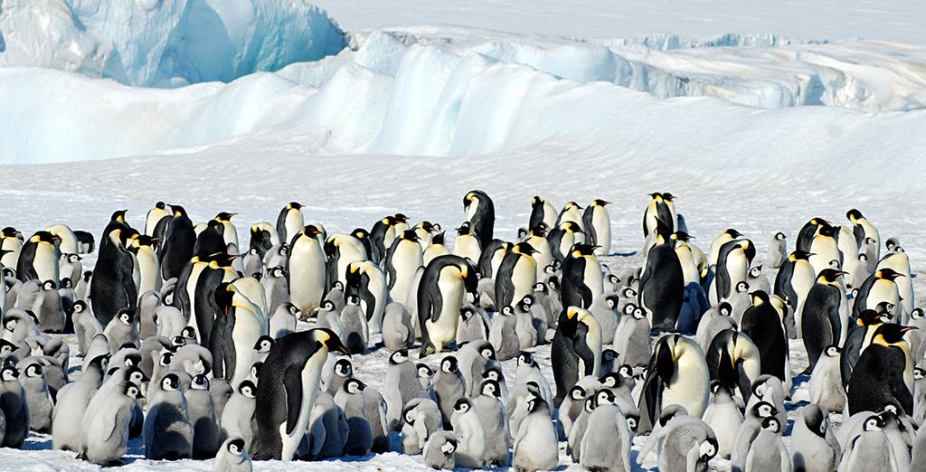Découvrez les animaux polaires en Antarctique