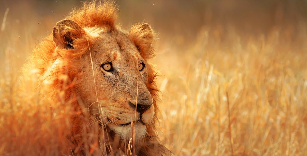 Circuit Les Merveilleux Big Five en 10j/7n