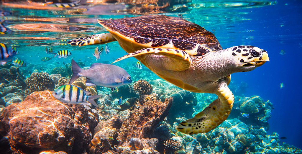 Croisière en catamaran et extension possible au You & Me by Cocoon Maldives