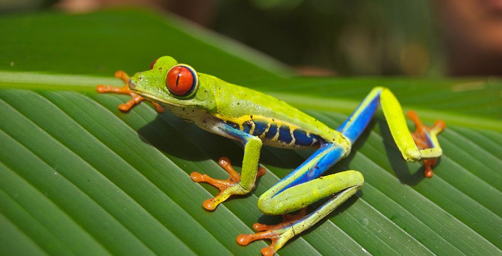 Autotour Les Joyaux naturels du Costa Rica en 10, 12 ou 14 nuits