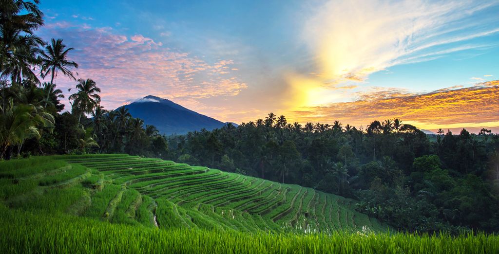 Element by Westin Bali Ubud 4* + The Alantara Sanur by Pramana 4* + Anja Jimbaran 4*