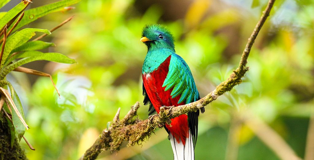 Tour 10 o 12 notti in Costa Rica + Nicaragua con noleggio auto 
