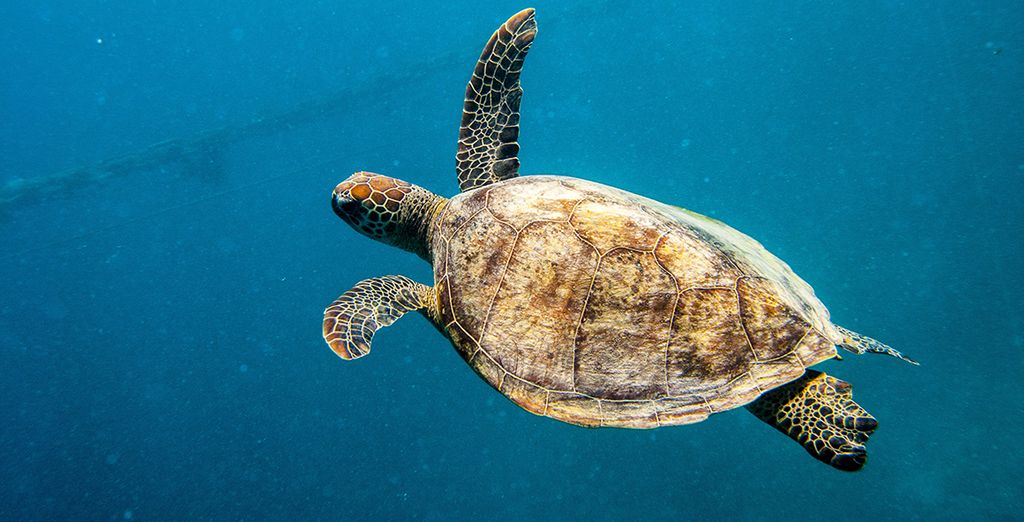 Tour alla scoperta dell'Australia con noleggio auto incluso