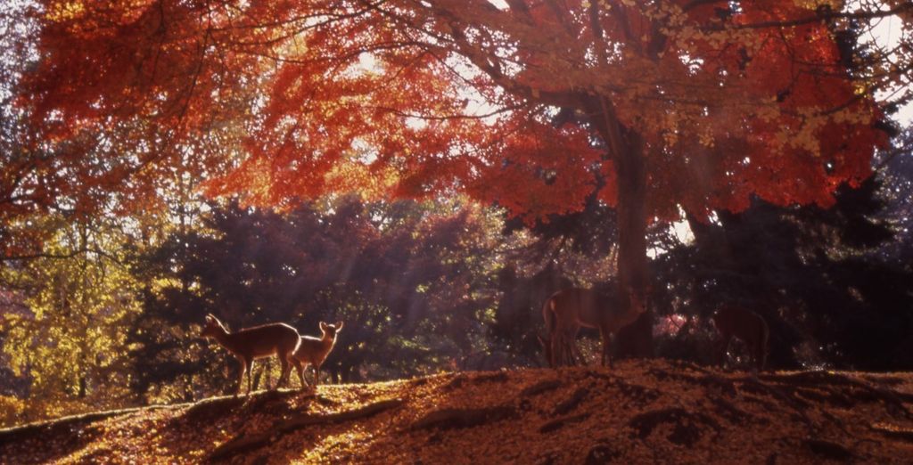 Tour Giappone Classico con Estensione Onsen e Vita Rurale