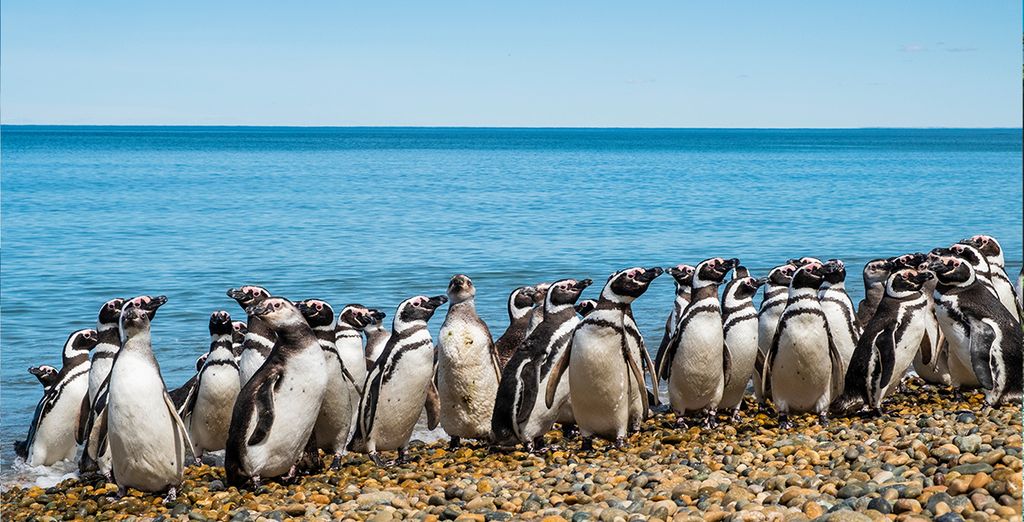 Tour del Cile e dell'Argentina con crociera e possibile estensione a Iguazù
