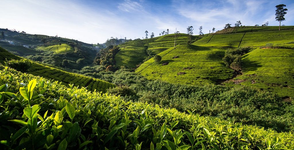 Tour dello Sri Lanka e soggiorno mare a Weligama