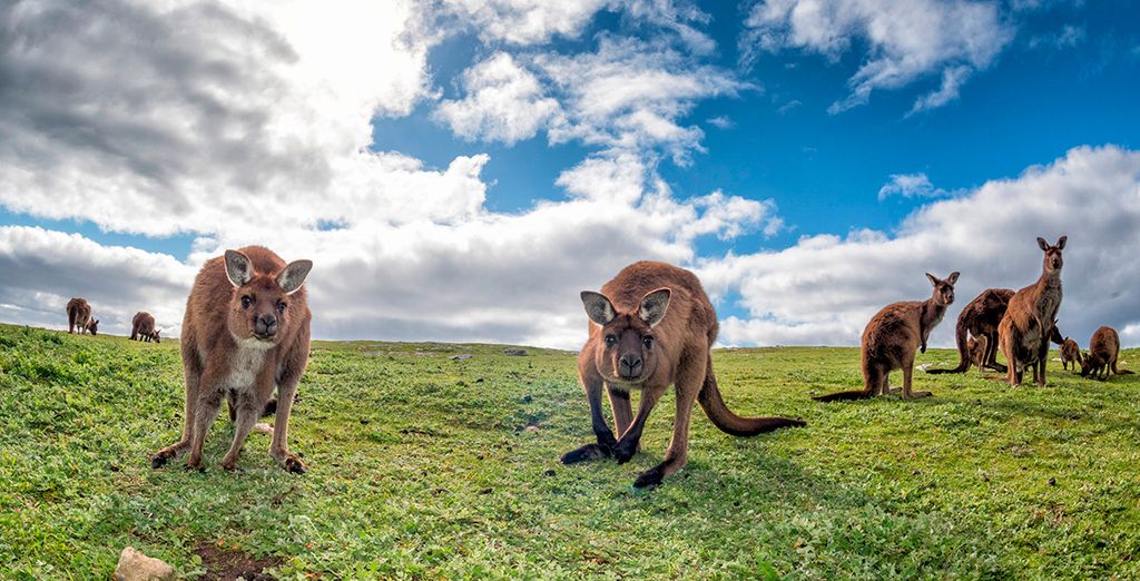 Tour Fly & Drive alla scoperta dell'Australia