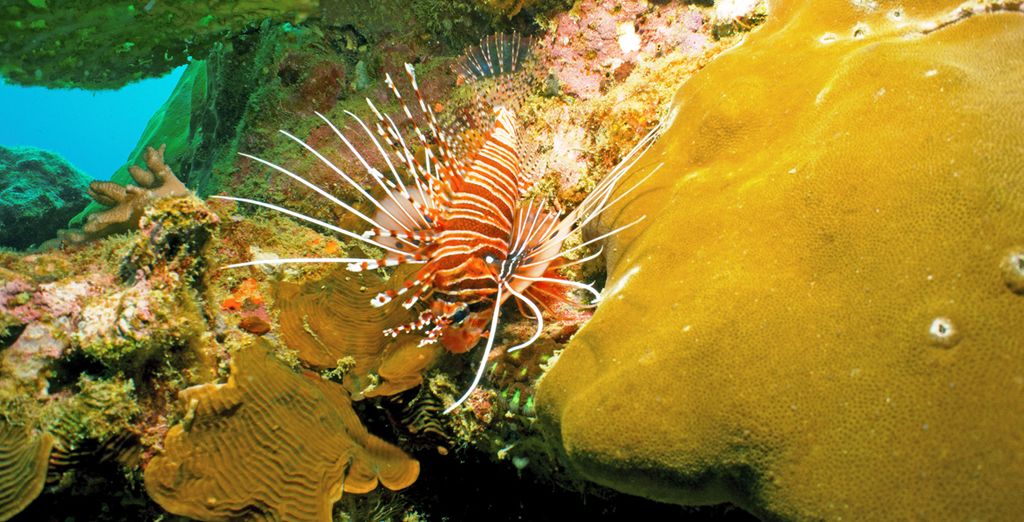 Singapore + Tour Malesia + Pulau Redang