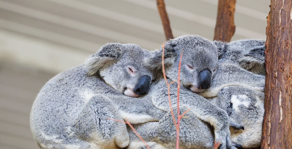 Tour alla scoperta dell'Australia con noleggio auto incluso