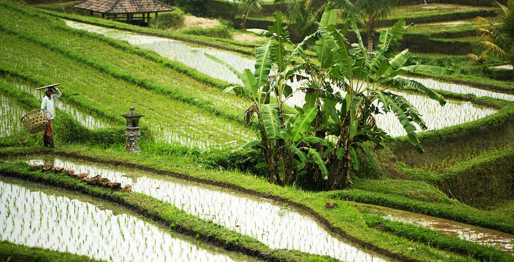 Combinato Sankara Ubud Resort 4*+ Conrad Bali 5*