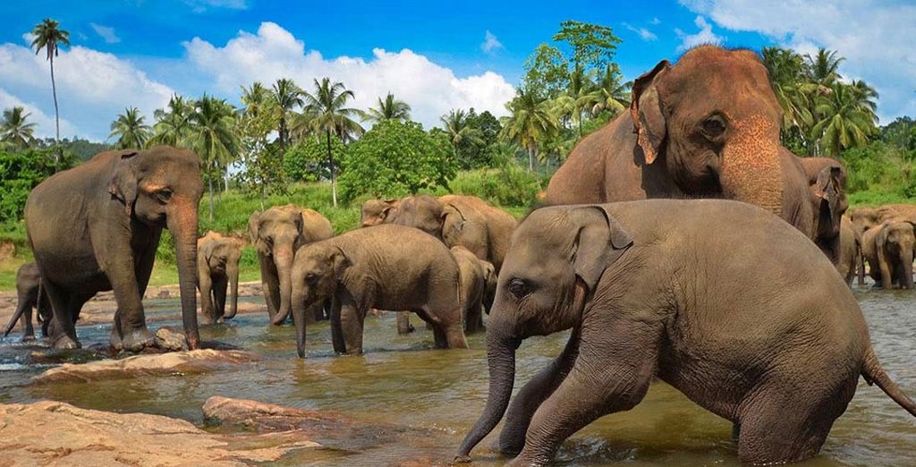 Minitour Sri Lanka e soggiorno mare in All Inclusive