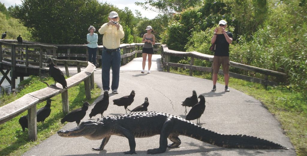 Il Meglio della Florida
