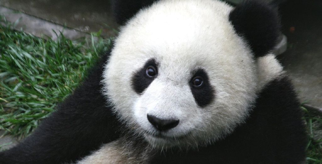 Tour della Cina, tra antico, moderno e Panda giganti