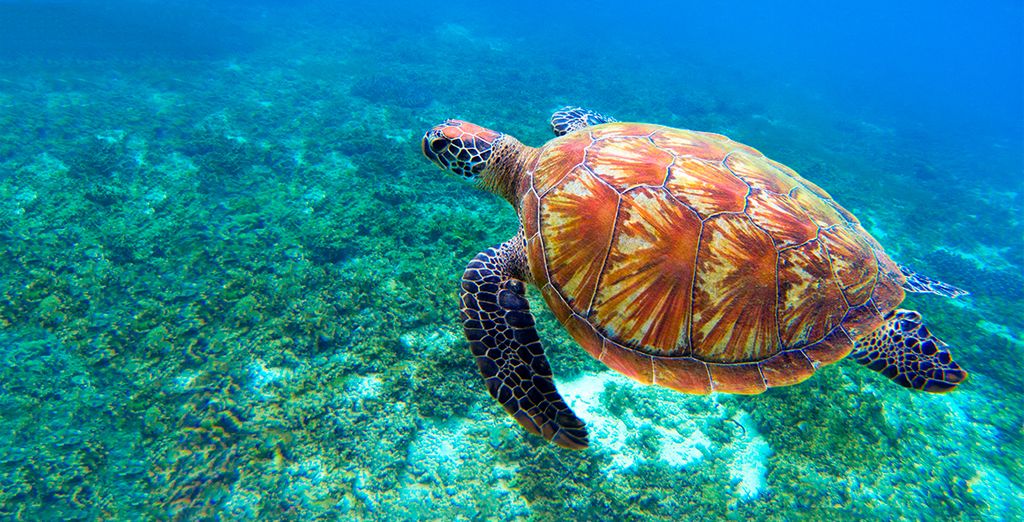 Tour privato delle Filippine: Siquijor, Bohol, El Nido
