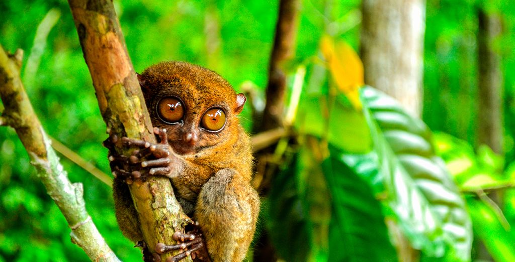 Tour privato delle Filippine: Siquijor, Bohol, El Nido