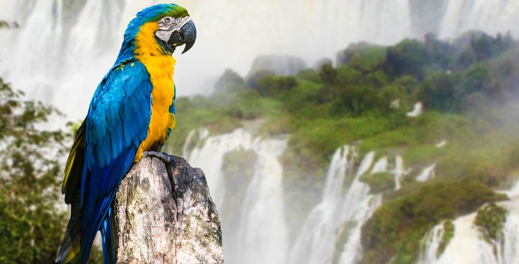 Tour tra Argentina e Brasile
