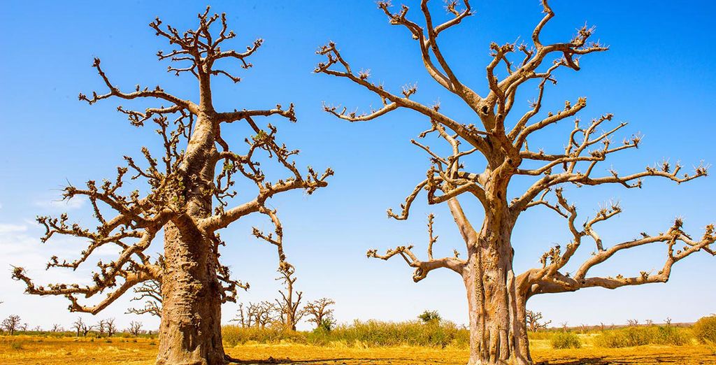 Tour del Senegal Eco sostenibile