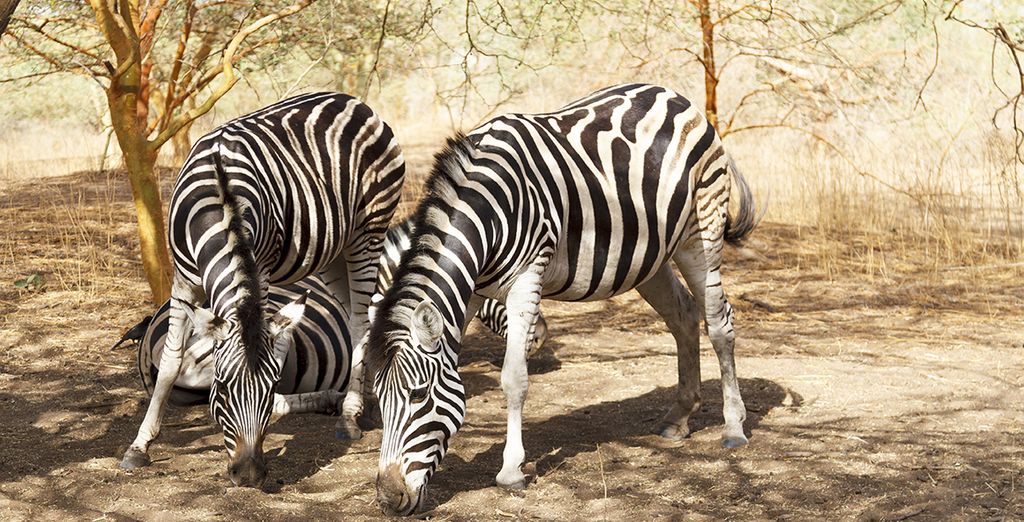 Tour del Senegal Eco sostenibile