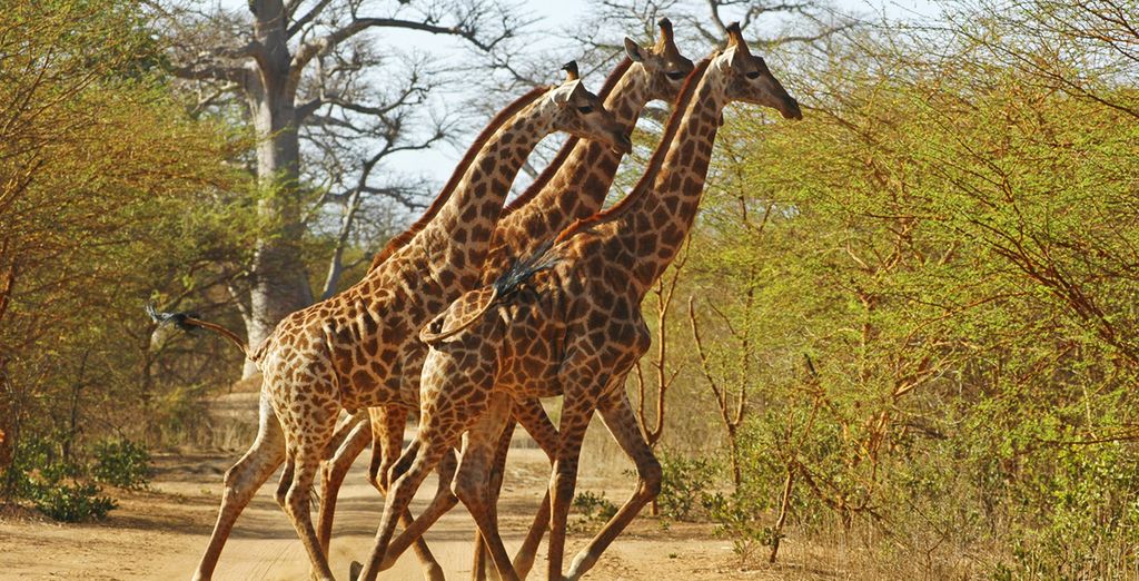 Tour del Senegal Eco sostenibile
