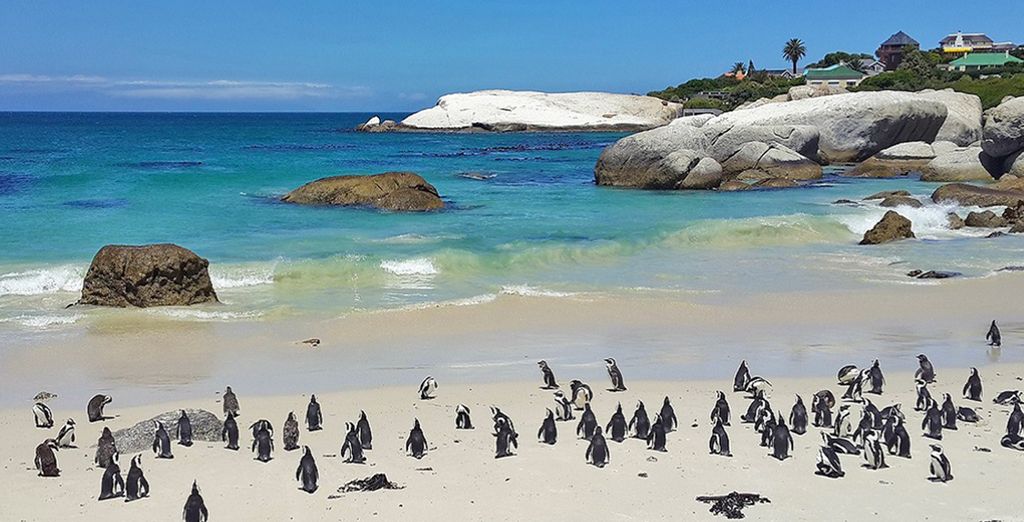 L'essenza del Sudafrica in tour