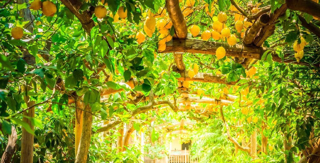 Wellness Tour Ischia e Costiera Amalfitana