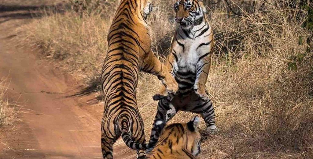 Soggiorno a Doha + tour Il Triangolo d'Oro con mini safari al parco Ranthambore