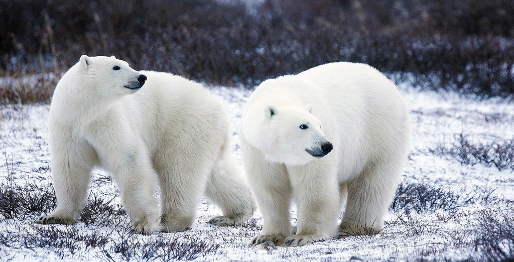 Tour dell'aurora boreale e pernottamento in un Igloo di vetro
