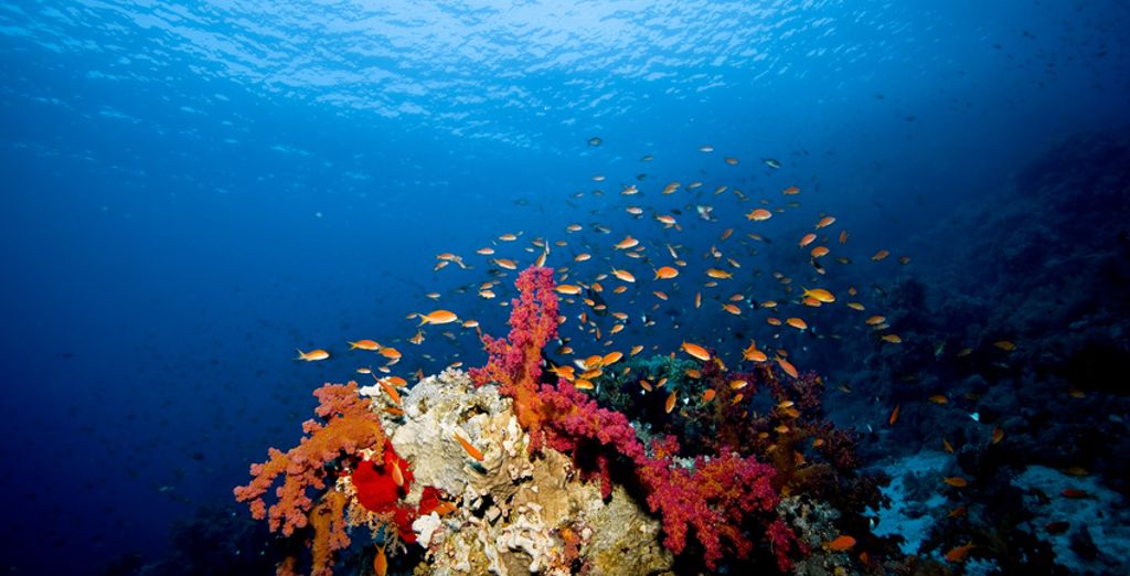Ecotel Dahab Bay View Resort 4*