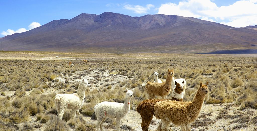 Tour panoramico del Perù con guida parlante italiano