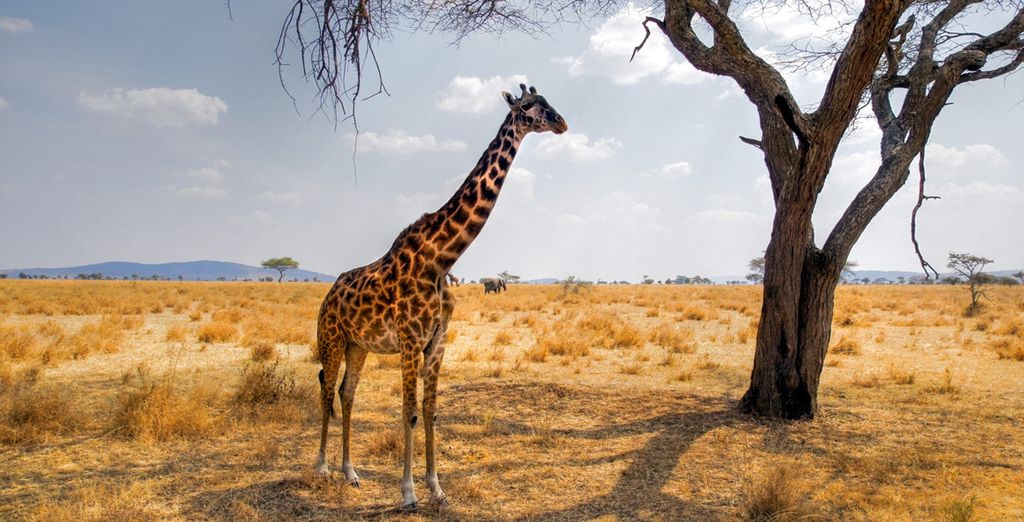 Circuito Big Five in Sudafrica + Radisson Blu Poste Lafayette Resort & Spa 4* - Adult Only