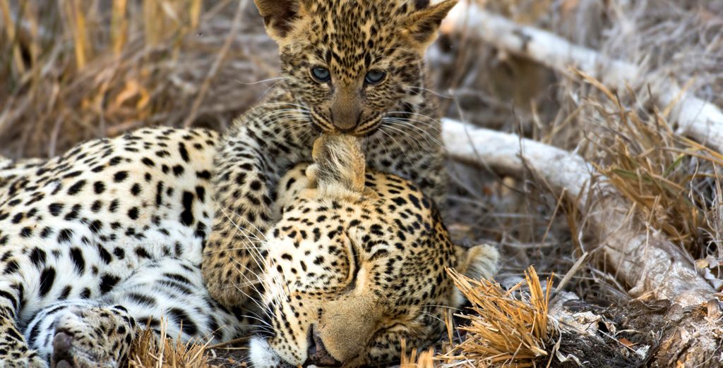 Circuito Big Five in Sudafrica + Radisson Blu Poste Lafayette Resort & Spa 4* - Adult Only