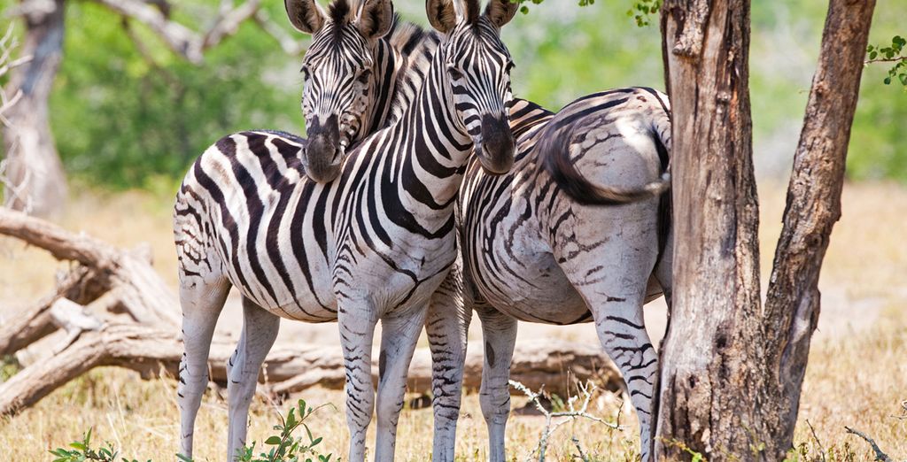 Circuito Big Five in Sudafrica + Radisson Blu Poste Lafayette Resort & Spa 4* - Adult Only